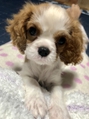 愛犬のベルちゃんと遊ぶと疲れも吹っ飛び毎日癒されてます